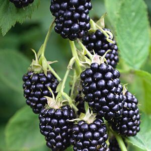 Natchez Blackberry. Thornless, very large berry. Mid-season. Zones 4-9.