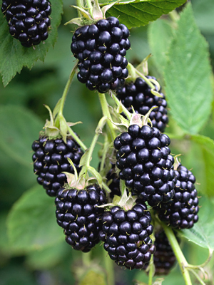 Natchez Blackberry. Thornless, very large berry. Mid-season. Zones 4-9.