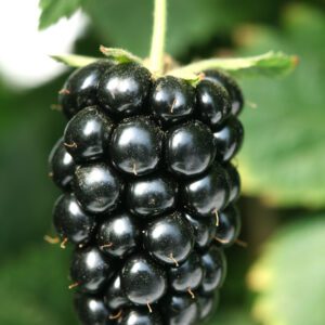 Navaho Blackberry Plant
