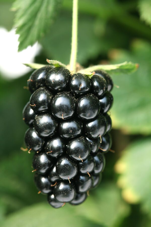 Navaho Blackberry. Thorn-less and upright. Ripens mid June. Best overall variety/ Very cold hardy.  Zones 6-10