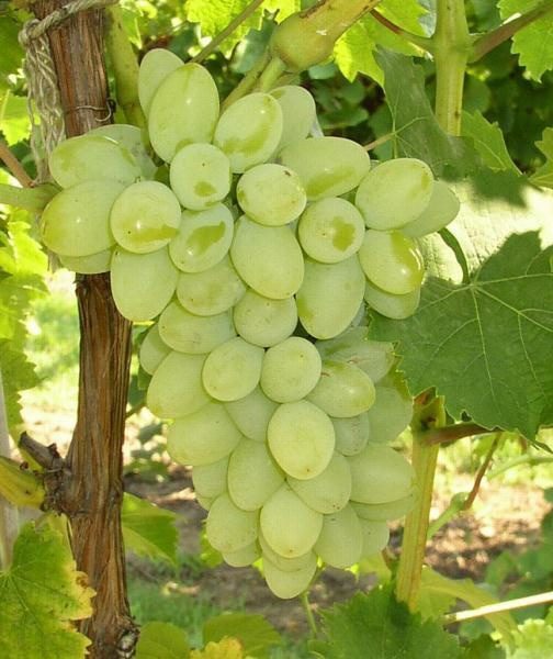 Neptune Bunch Grape. Seedless. Large clusters with sweet medium size grapes. Ripens mid season. Zones 5-8.