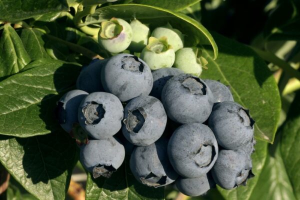 Ochlockonee Blueberry. Late season. Blooms late. Zones 6-9.