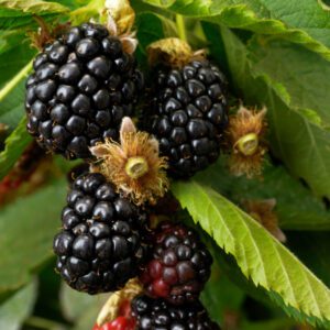 Ouachita Blackberry. Upright, thorn-less. Large, sweet berries. It has excellent flavor and is very prolific. Zones 5-9