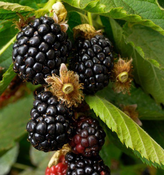 Ouachita Blackberry. Upright, thorn-less. Large, sweet berries. It has excellent flavor and is very prolific. Zones 5-9