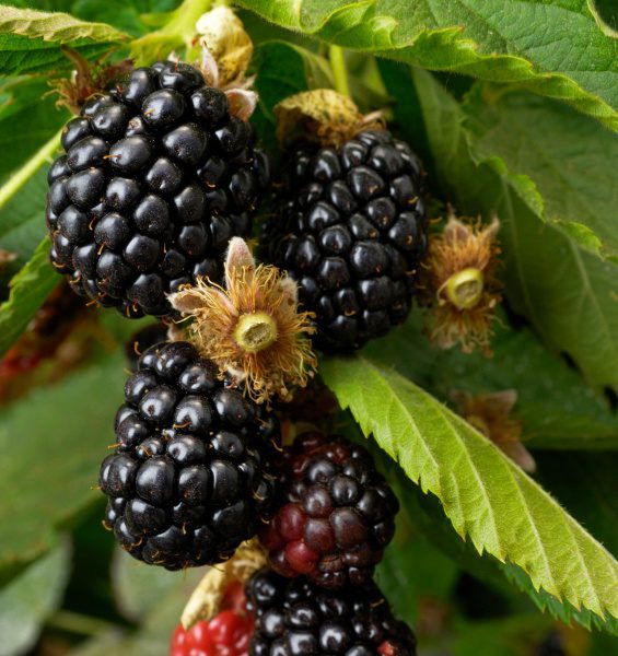 Blackberry tree discount