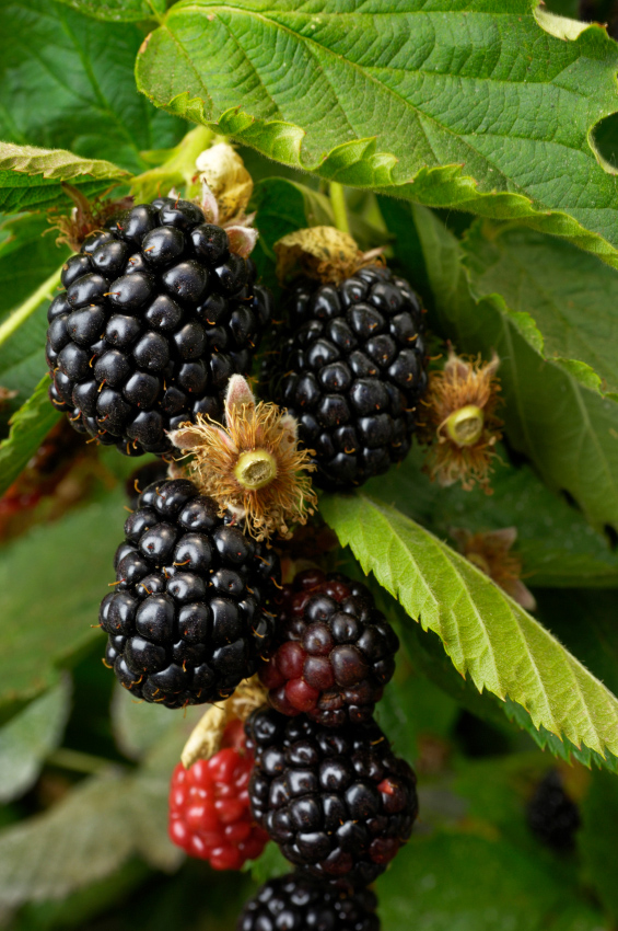 Ouachita Blackberry. Upright, thorn-less. Large, sweet berries. It has excellent flavor and is very prolific. Zones 5-9