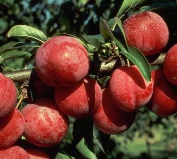 Ozark Premiere Plum Tree. Largest red skin, freestone plum. The flesh of this plum is yellow, juicy and tart. It is a very good plum that ripens in mid-June. One of the best tasting plums available. 700-800 chill hours. Zones 5-9