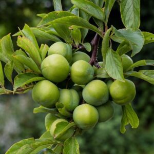 Persian Green Plum Tree. Small to medium tart plum picked when the fruit is small and green with a dark yellow flesh. Eaten while sour and crunchy, often seasoned with salt. The fruit can also be left on the tree to ripen as small, soft, sweet and juicy plums. Ripens late April and May. 350 chill hours. Zones 6-9.