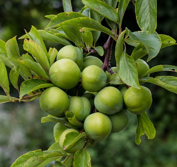 Persian Green Plum Tree. Small to medium tart plum picked when the fruit is small and green with a dark yellow flesh. Eaten while sour and crunchy, often seasoned with salt. The fruit can also be left on the tree to ripen as small, soft, sweet and juicy plums. Ripens late April and May. 350 chill hours. Zones 6-9.