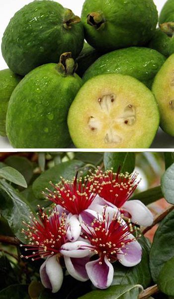 Pineapple Guava Tree