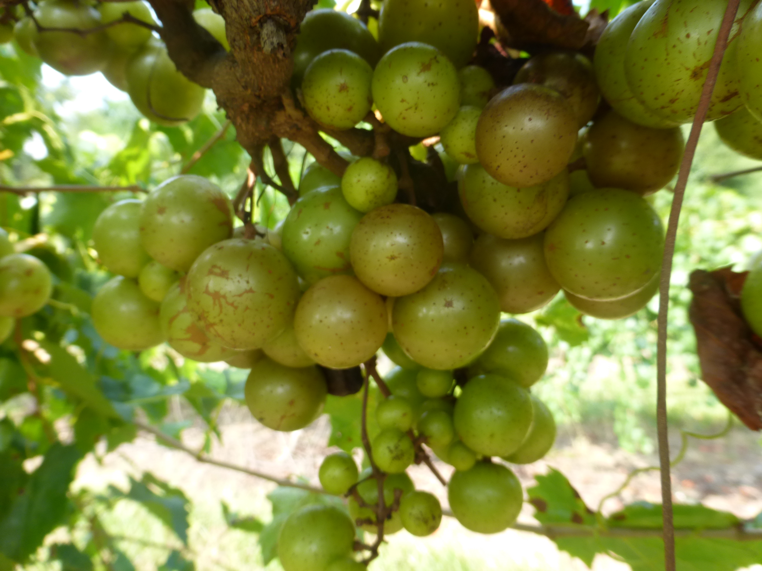 Pineapple Muscadine. Self fertile. 16% sugar. High yields. Mid to late season.