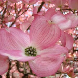 Flowering Plants