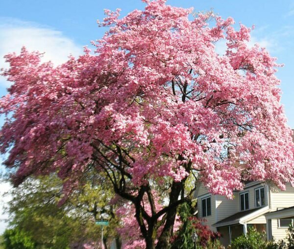 Pink Dogwood Tree. A wonderful addition for home landscaping. This variety produces large, deep pink blooms in early Spring. Foliage turns a lovely deep red in Fall. This tree reaches 25 to 30 feet in height with a symmetrical canopy.