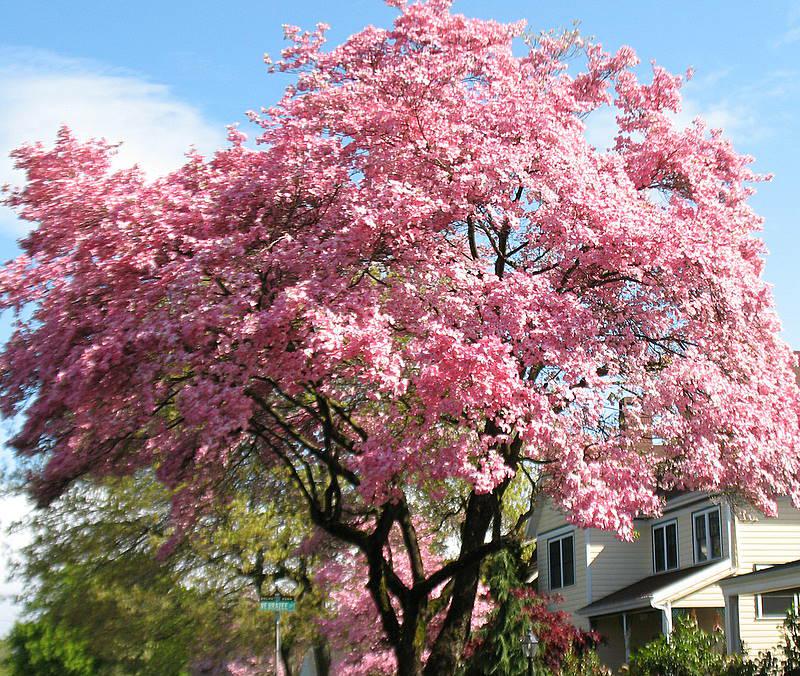 Pink Dogwood Tree. A wonderful addition for home landscaping. This variety produces large, deep pink blooms in early Spring. Foliage turns a lovely deep red in Fall. This tree reaches 25 to 30 feet in height with a symmetrical canopy.
