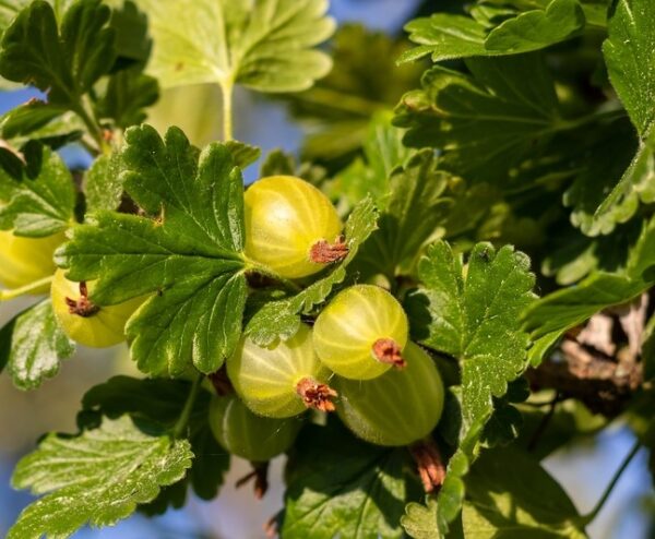 Pixwell Gooseberry (Box of 5) | Berry Plants | Ison's Nursery & Vineyard