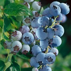 Powderblue Blueberry. Mid-season. Med to large sweet fruit. Great quality. Zones 6-9