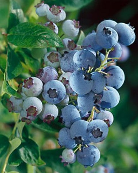 Powderblue Blueberry. Mid-season. Med to large sweet fruit. Great quality. Zones 6-9