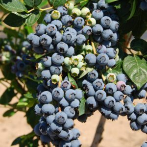 Premier Blueberry. Early to mid-season. Large berries. Good for u-pick. Zones 6-9.