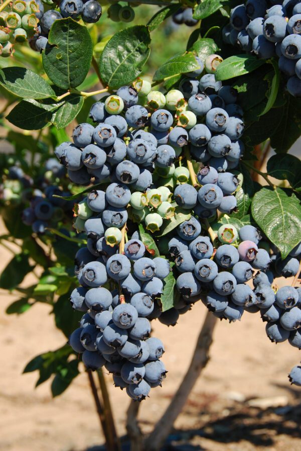Premier Blueberry. Early to mid-season. Large berries. Good for u-pick. Zones 6-9.