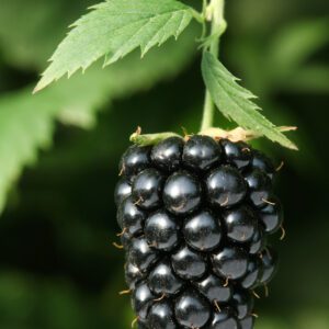 Prime Ark Freedom Blackberry. Thorn-less upright ever-bearing blackberry. Fruits early season from primo-canes and another crop later in the season on older canes. It has very large and sweet fruit, Zones 6-9.