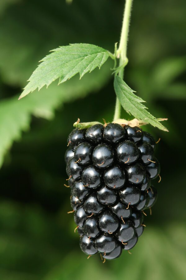 Prime Ark Freedom Blackberry. Thorn-less upright ever-bearing blackberry. Fruits early season from primo-canes and another crop later in the season on older canes. It has very large and sweet fruit, Zones 6-9.