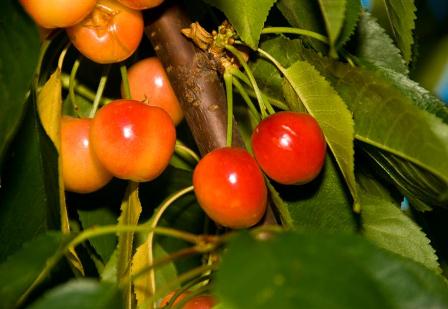 Rainier Cherry Pollination Chart