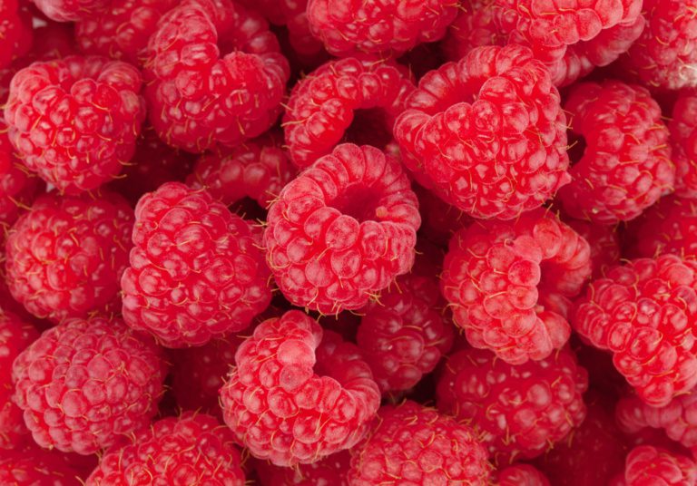 Cumberland Black Raspberry Plant Ison's Nursery & Vineyard
