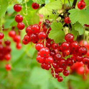 Red Lake Currant