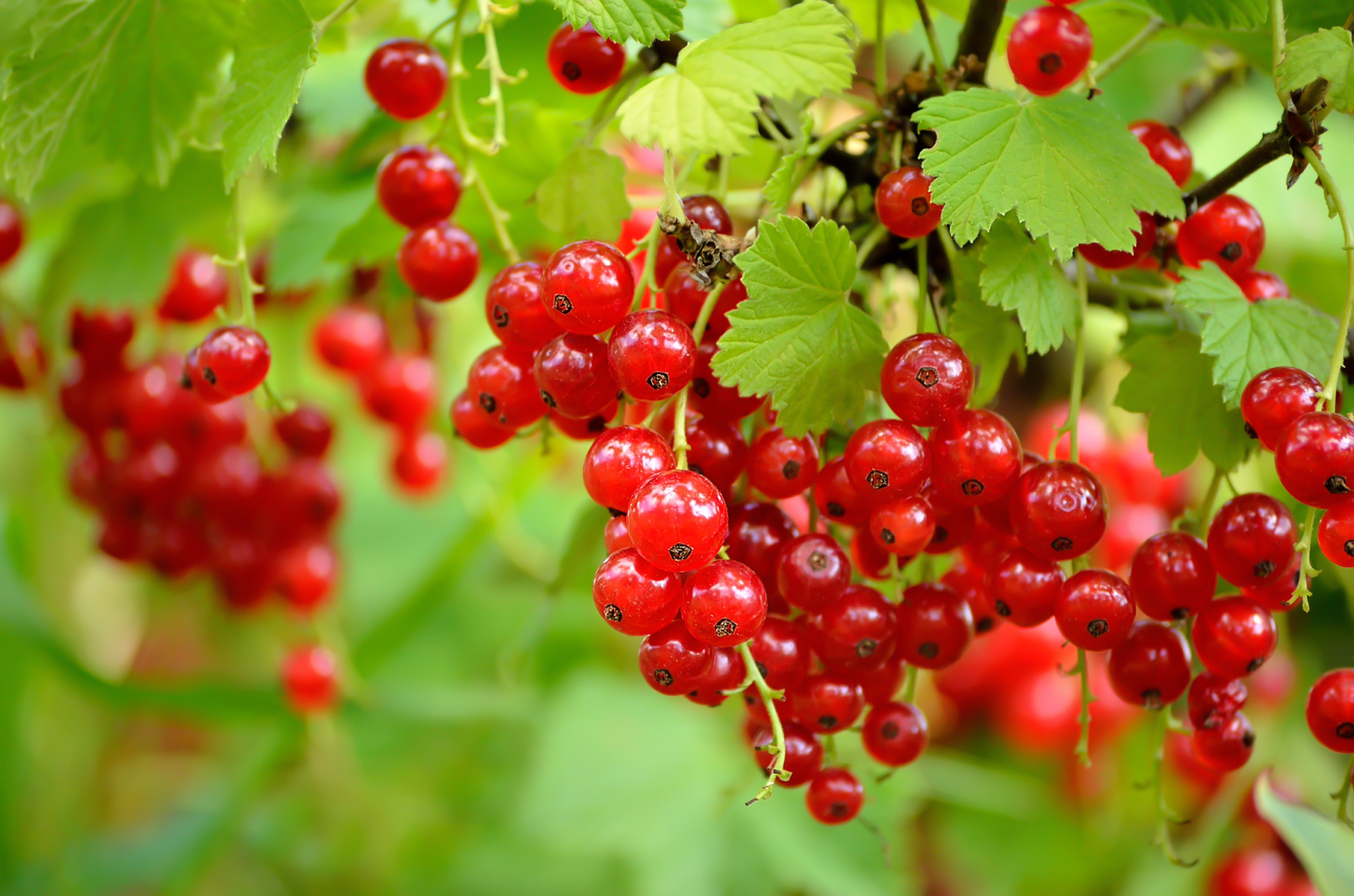 Red Lake Currant