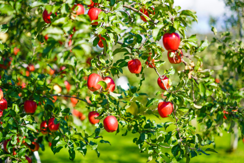 Red Delicious Apples - Womack Nursery