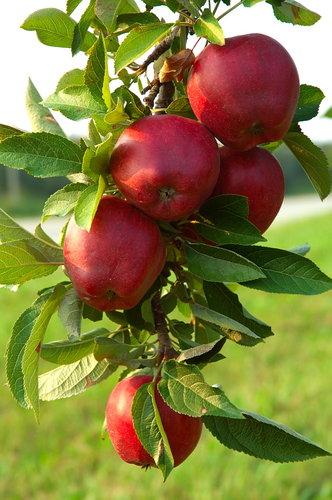 Gala Apple Tree - Ison's Nursery & Vineyard