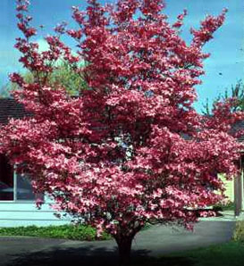 Red Dogwood Tree. A fast growing ornamental tree. This variety produces beautiful, dark red blooms in early Spring. Leaves turn a bright scarlet in Fall. Canopy is symmetrical and can reach a span of 25 to 30 ft.