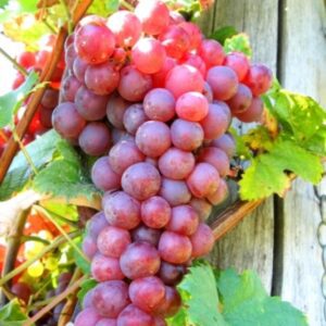 Red Flame Bunch Grape. Seedless. Crisp flavor. Zones 7-10