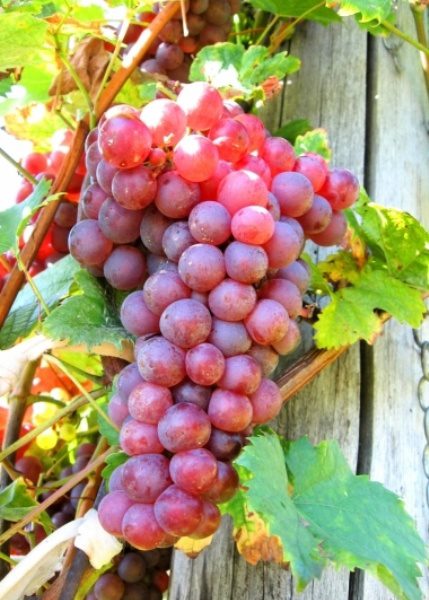 Red Flame Bunch Grape. Seedless. Crisp flavor. Zones 7-10