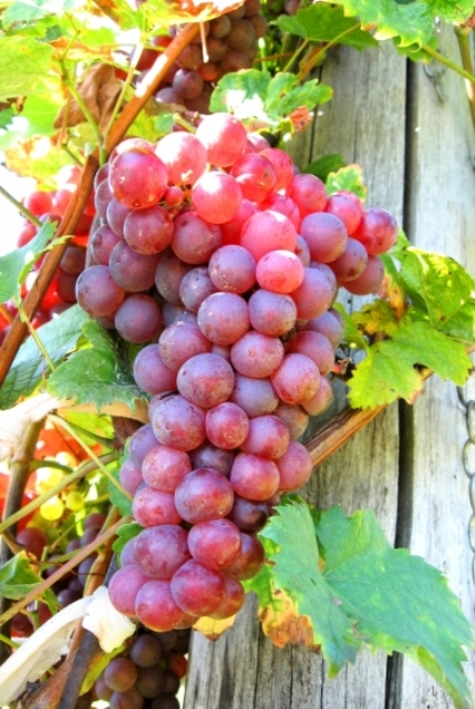 Red Flame Bunch Grape. Seedless. Crisp flavor. Zones 7-10