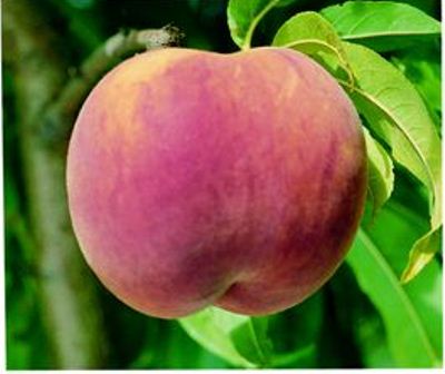 Red Globe Peach Tree. Freestone, large peach. Firm and very sweet. 800 chill hours. Zones 5-8.