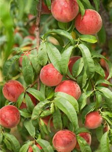 Red Haven Peach Tree. Medium size. Great all purpose peach. Ripens late July. 800 chill hours. Zones 5-8