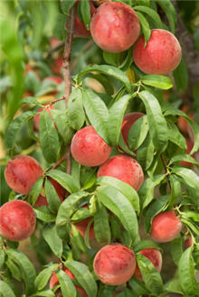 Red Haven Peach Tree. Medium size. Great all purpose peach. Ripens late July. 800 chill hours. Zones 5-8