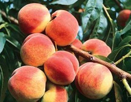 Redskin Peach Tree Large freestone peach, Yellow melting flesh. Fast growing tree, Ripens in July, 750 chill hours. Zones 5-8.