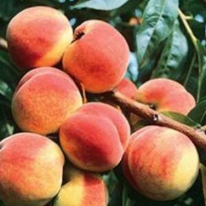 Redskin Peach Tree - I/O
