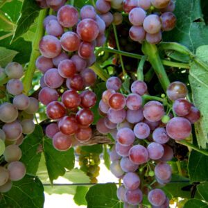 Reliance Bunch Grapes. Seedless. Medium to large clusters. Very hardy. Very sweet. Zones 4-9.