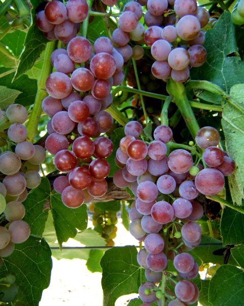 Reliance Bunch Grapes. Seedless. Medium to large clusters. Very hardy. Very sweet. Zones 4-9.