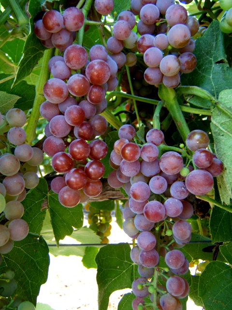 Reliance Bunch Grapes. Seedless. Medium to large clusters. Very hardy. Very sweet. Zones 4-9.