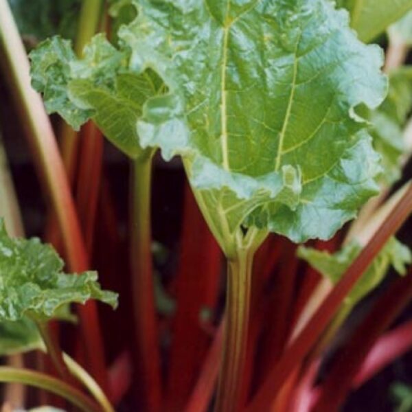 Victoria Rhubarb. Very sweet and an all time favorite. Zones 3-9