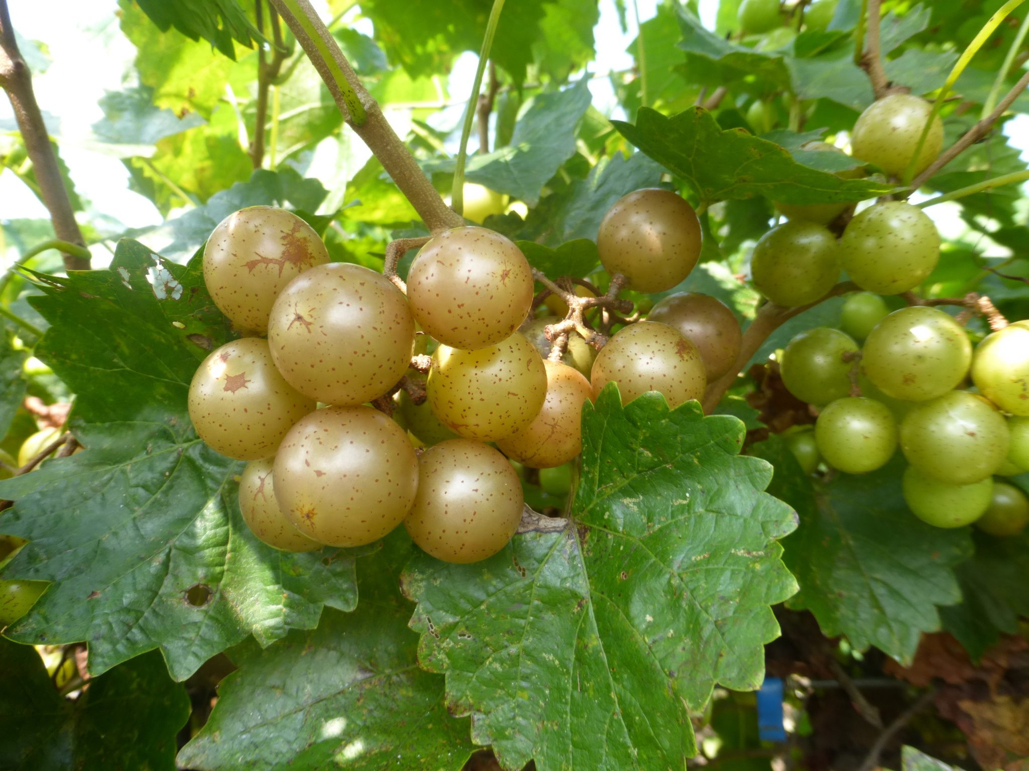 Sweet Jenny Muscadine Ison's Nursery & Vineyard