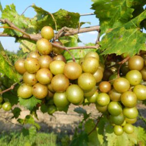 Sweet Jenny Muscadine