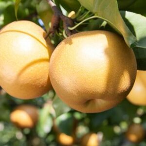 Shinko Asian Pear Tree - 6-7'