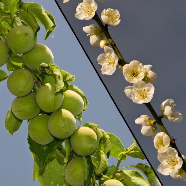 Shira Kaga Apricot Trees. Beautiful single flower and spicy fragrance. Great for canning, drying, and juice.