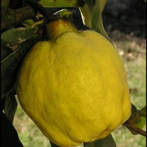 Smyrna Quince Tree