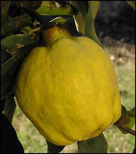 Smyrna Quince Tree